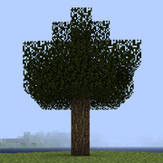 Дерево белого вяза.png